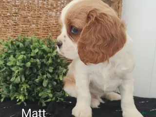 Cavalier King Charles Spaniel dogs for sale: Matt - Ad 1