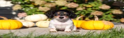 Dachshund dogs for sale: Lucy - Ad 5