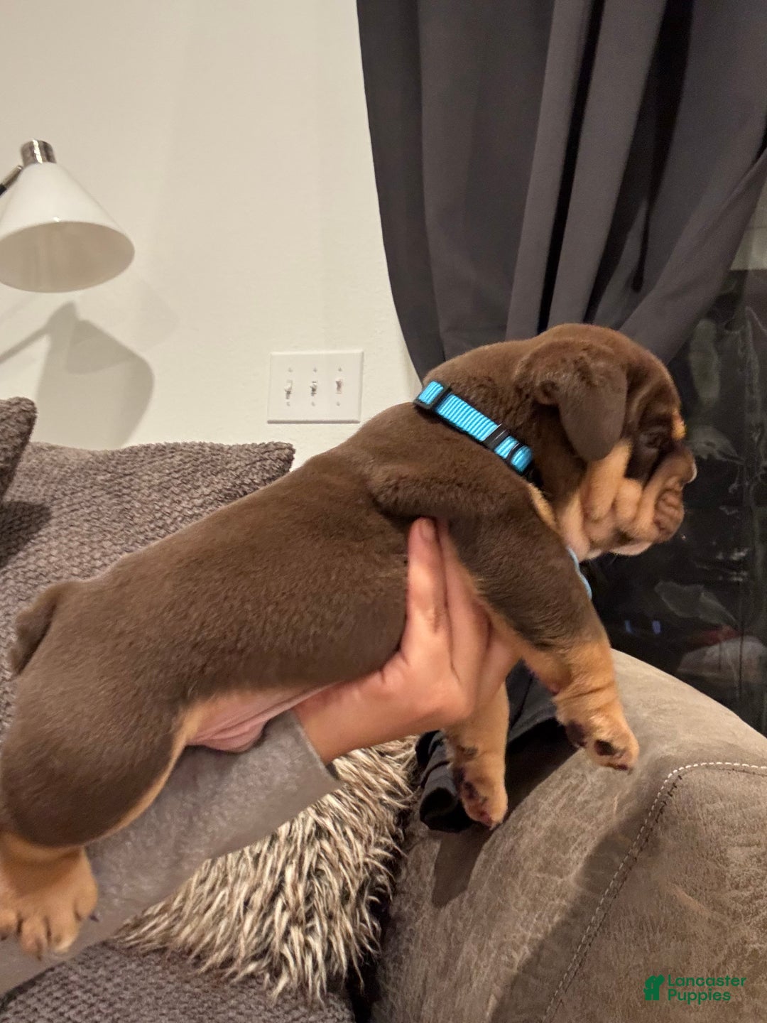 English Bulldog dogs for sale: English Bulldog Puppy 1 - Ad 2