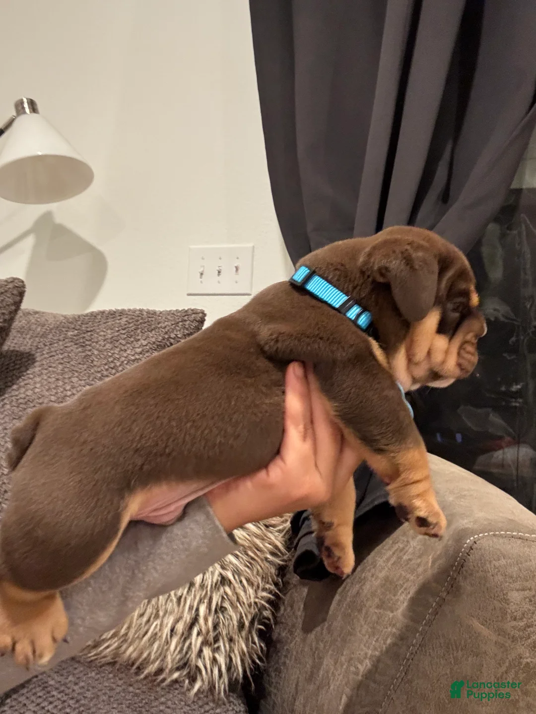 English Bulldog dogs for sale: English Bulldog Puppy 1 - Ad 2