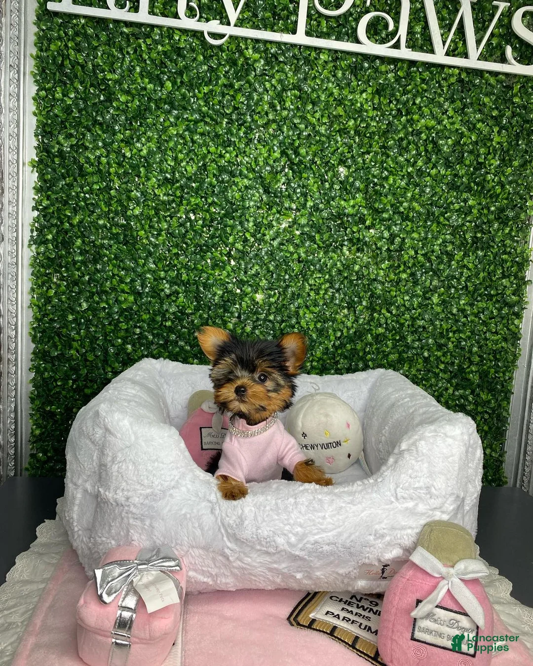 Yorkiepoo dogs for sale: Ella - Ad 4