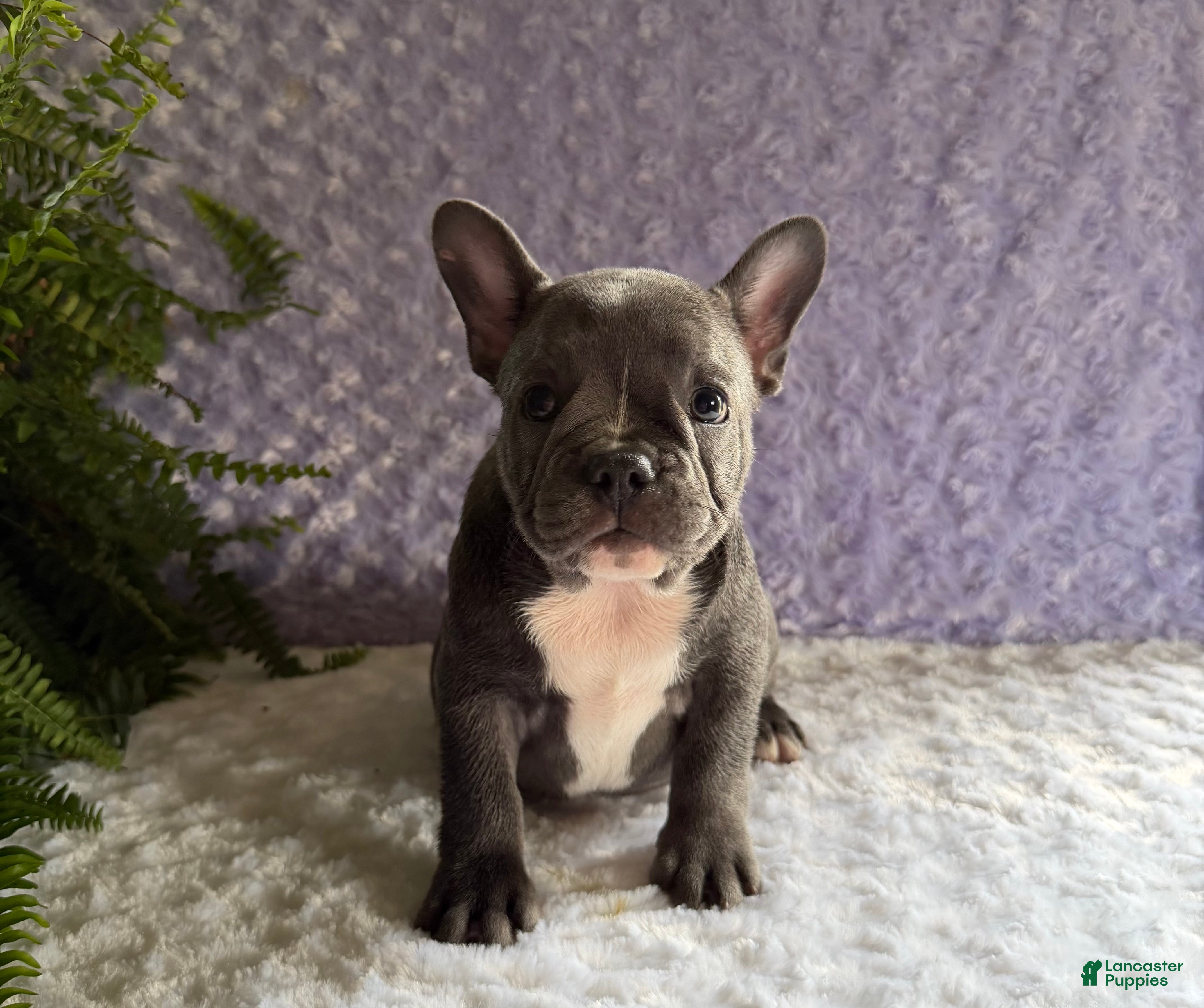 French Bulldog dogs Blue Jay - Ad 1