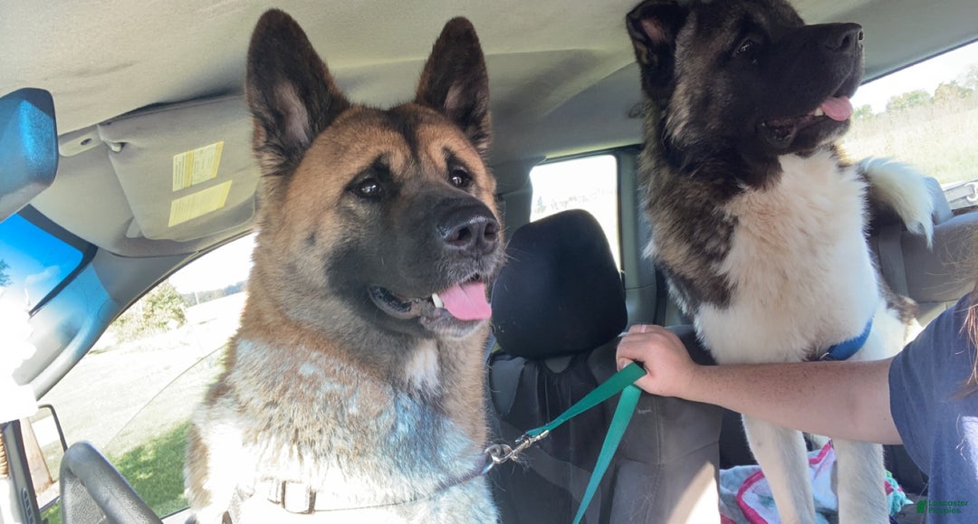 Akita dogs for sale: Akita Puppy 1 - Ad 5