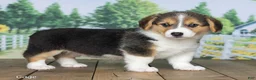 Welsh Corgi Pembroke dogs for sale: Gage - Ad 3