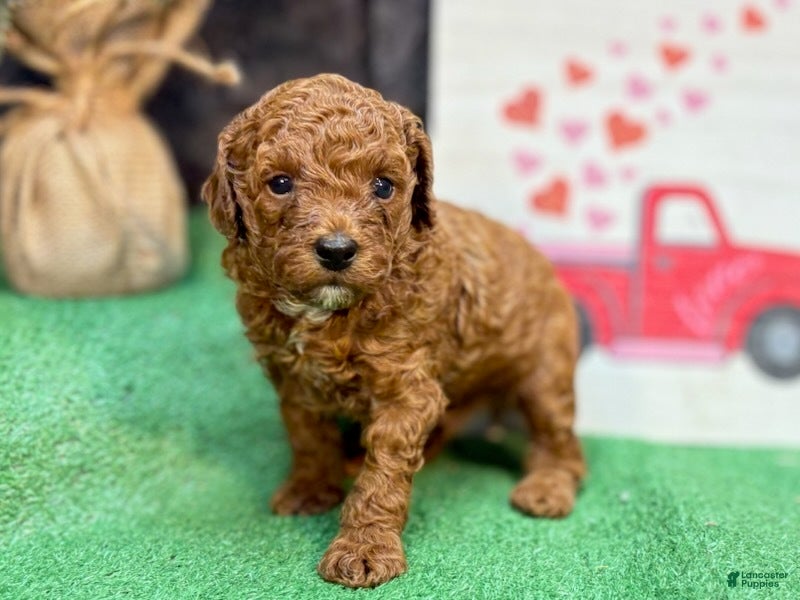 Miniature Poodle dogs Quondo - Ad 13