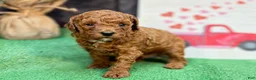 Miniature Poodle dogs for sale: Quondo - Ad 1
