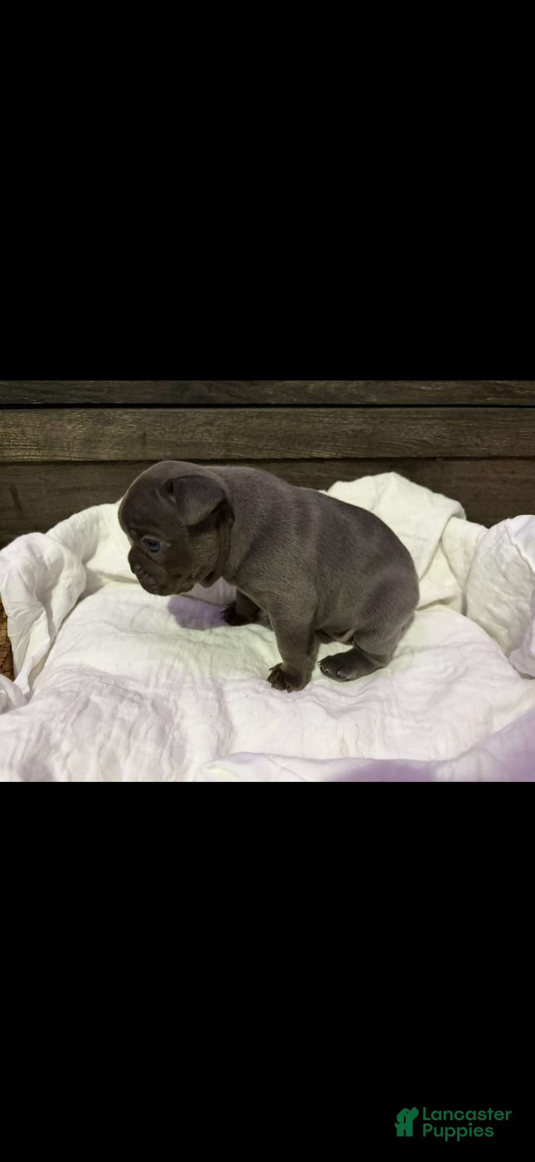 French Bulldog dogs for sale: French Bulldog Puppy 1 - Ad 2