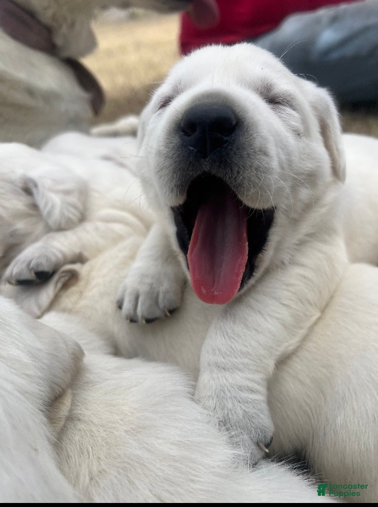 Labrador Retriever dogs AKC White English Labrador Retriever Puppy  - Ad 9