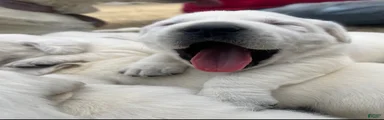 AKC White English Labrador Retriever Puppy 
