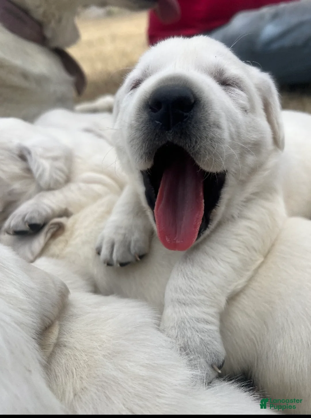 Labrador Retriever dogs for sale: AKC White English Labrador Retriever Puppy  - Ad 1