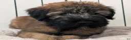 Soft Coated Wheaten Terrier dogs for sale: Silk - Ad 3