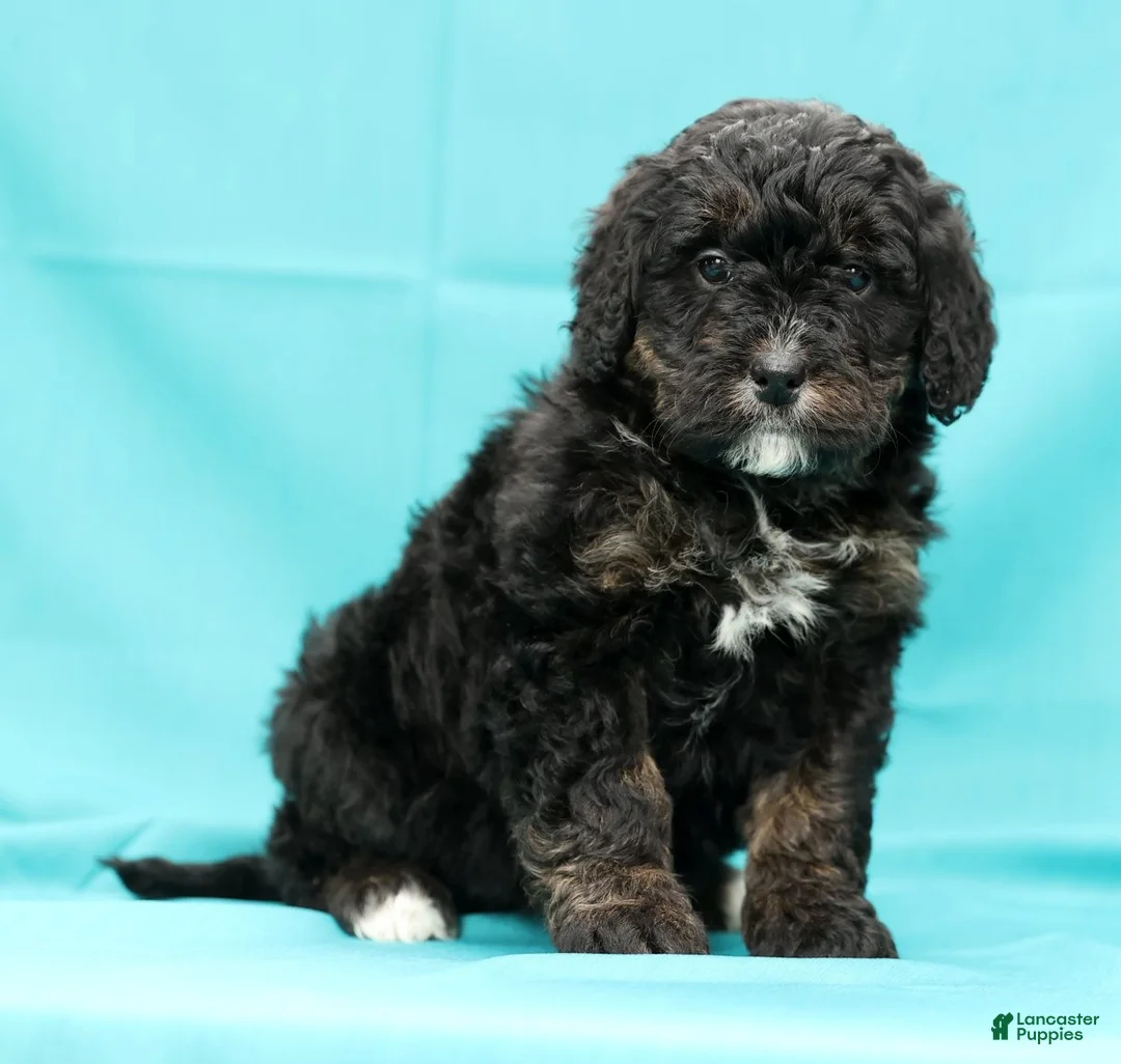 Mini Bernedoodle dogs for sale: Vicky - Ad 8