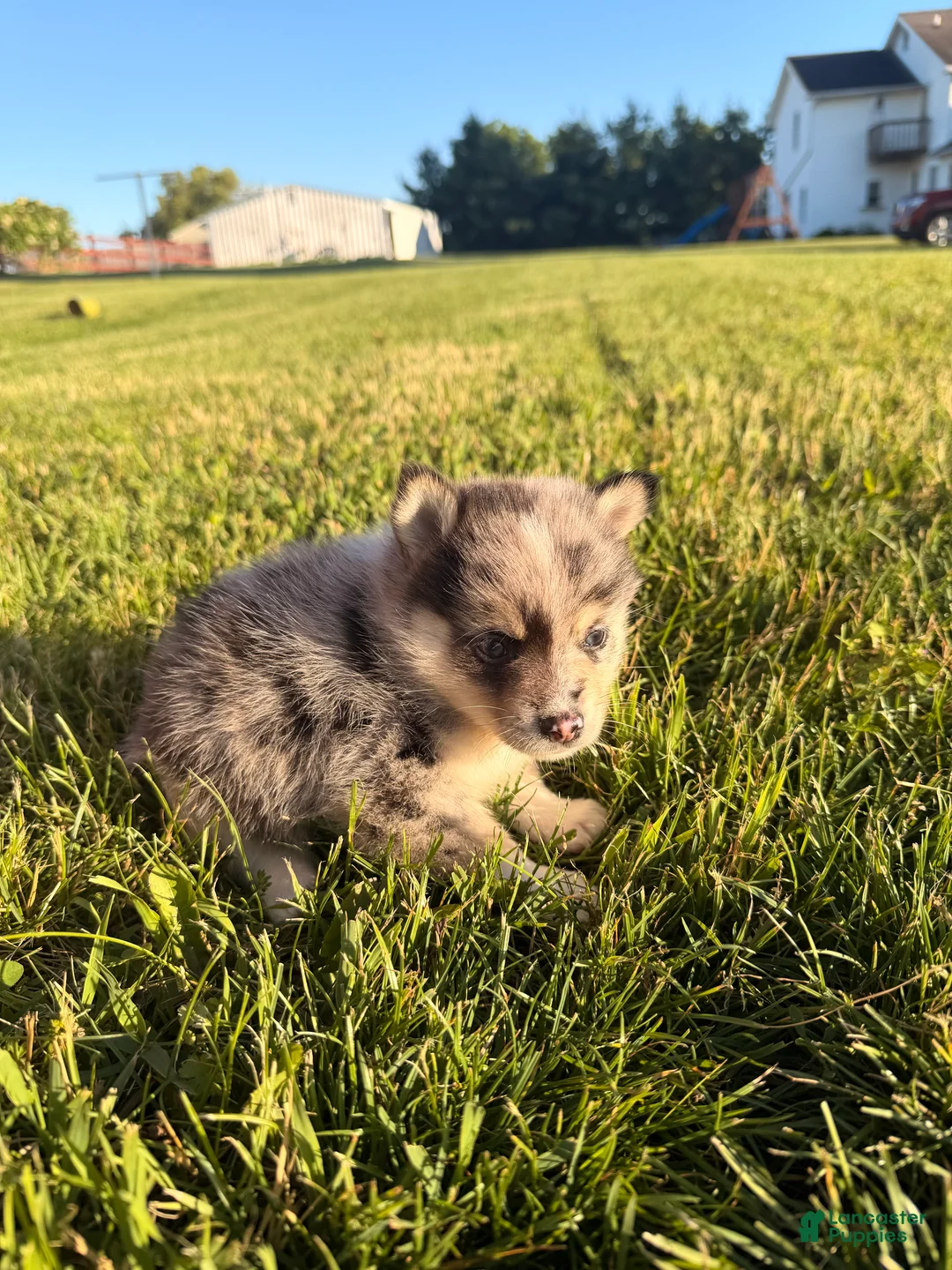 Pomsky dogs for sale: Loki - Ad 2
