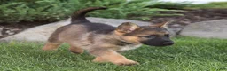 German Shepherd dogs for sale: Steph German Shepherd  - Ad 4