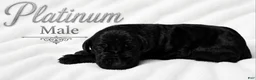 Great Dane dogs for sale: Platinum  - Ad 2
