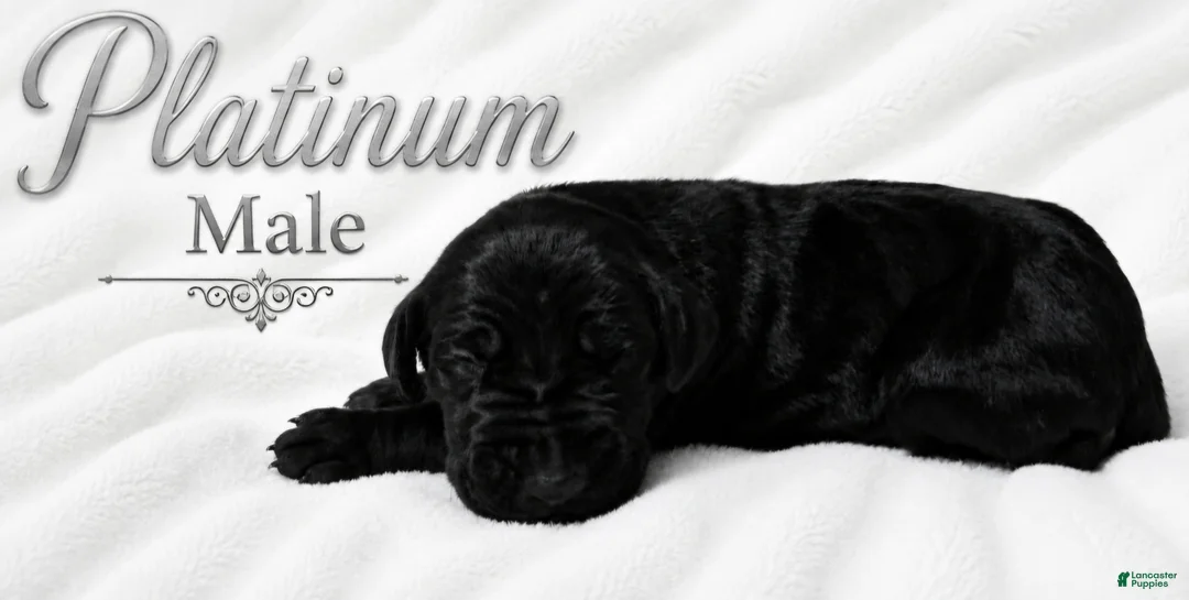 Great Dane dogs for sale: Platinum  - Ad 2