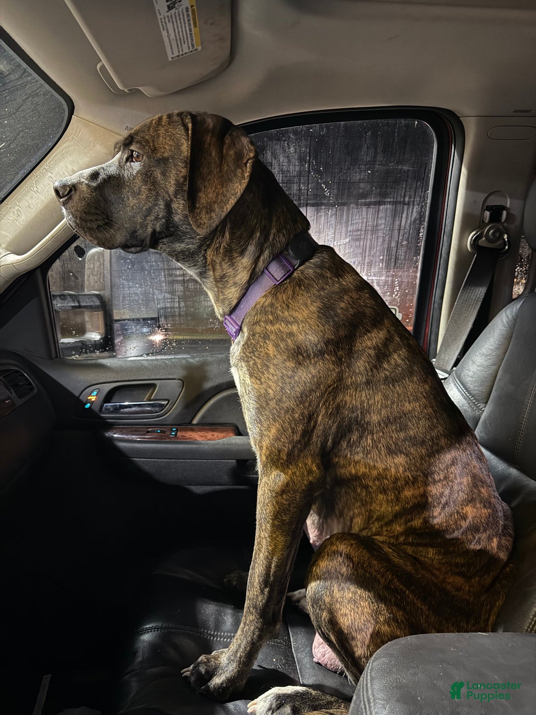 Mixed Breed dogs for sale: Puffball - Ad 16