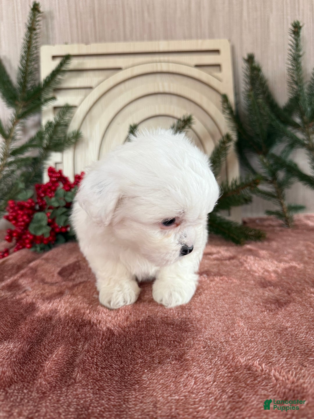 Teddy Bear dogs for sale: Snowy - Ad 13
