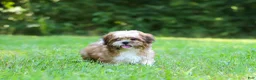 Shih Tzu dogs for sale: Sammy - Ad 10