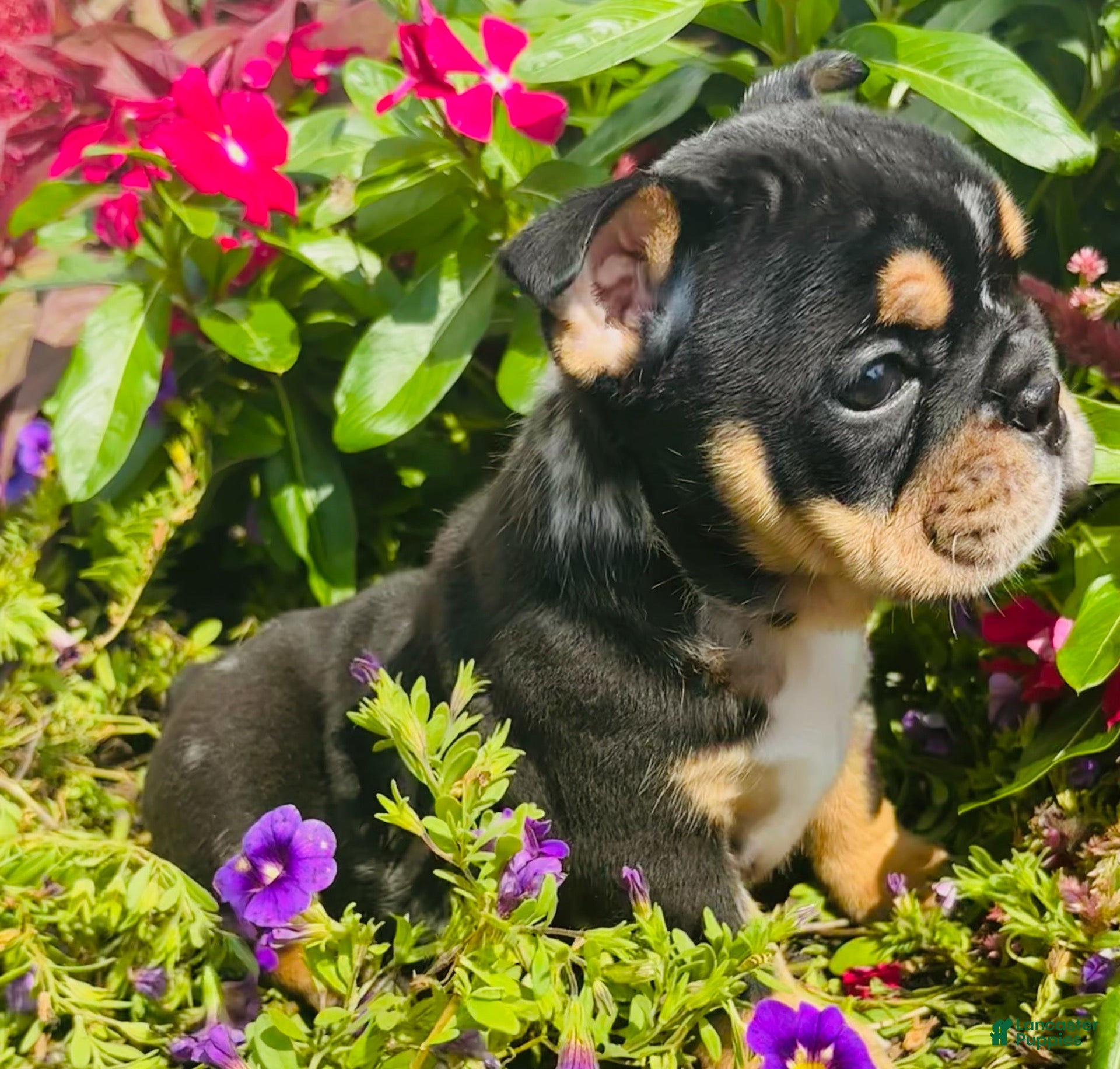 English Bulldog dogs Lilly - 73707 - Ad 2