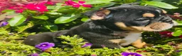 English Bulldog dogs for sale: Lilly - 73707 - Ad 2