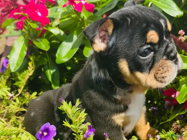 English Bulldog dogs for sale: Lilly - 73707 - Ad 2