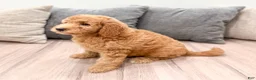 Mini Goldendoodle dogs for sale: Sadie - Ad 6