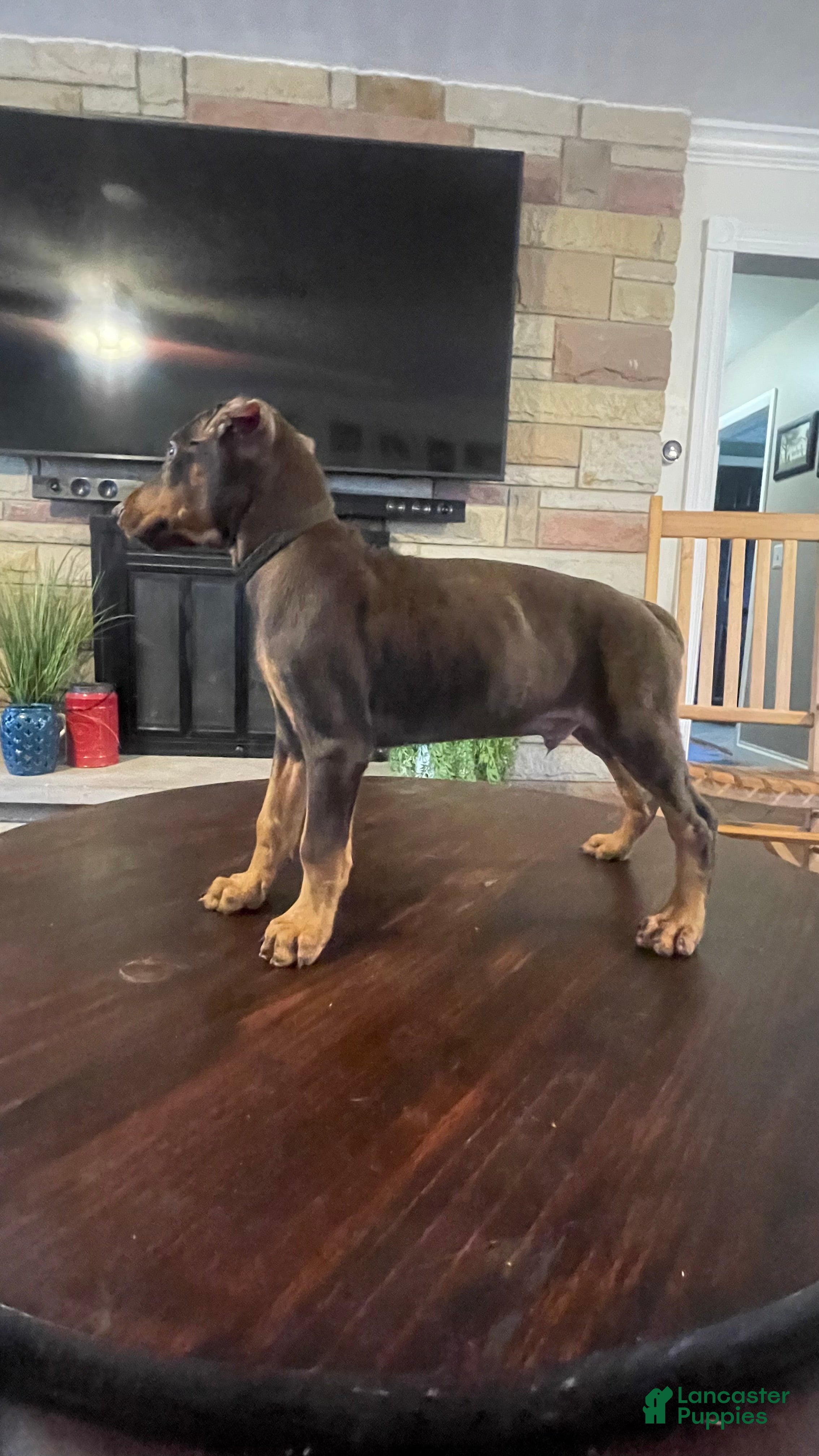 Doberman Pinscher dogs Beast - Ad 1