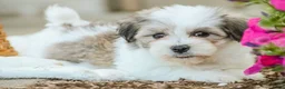 Havanese dogs for sale: Florence - Ad 5