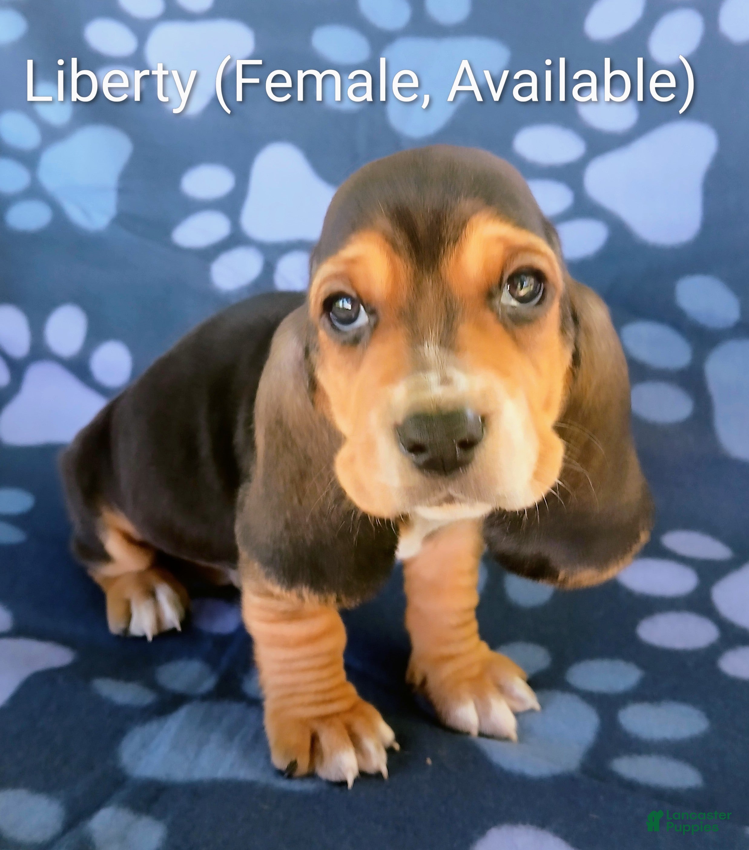 Basset Hound dogs Liberty  - Ad 33