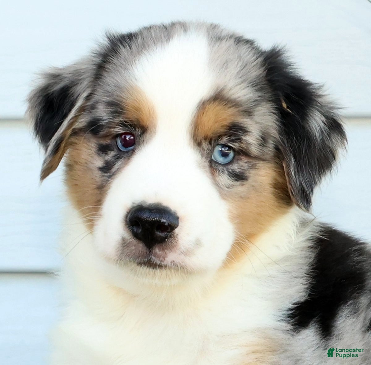 Miniature Australian Shepherd dogs for sale: Tucker - Ad 2