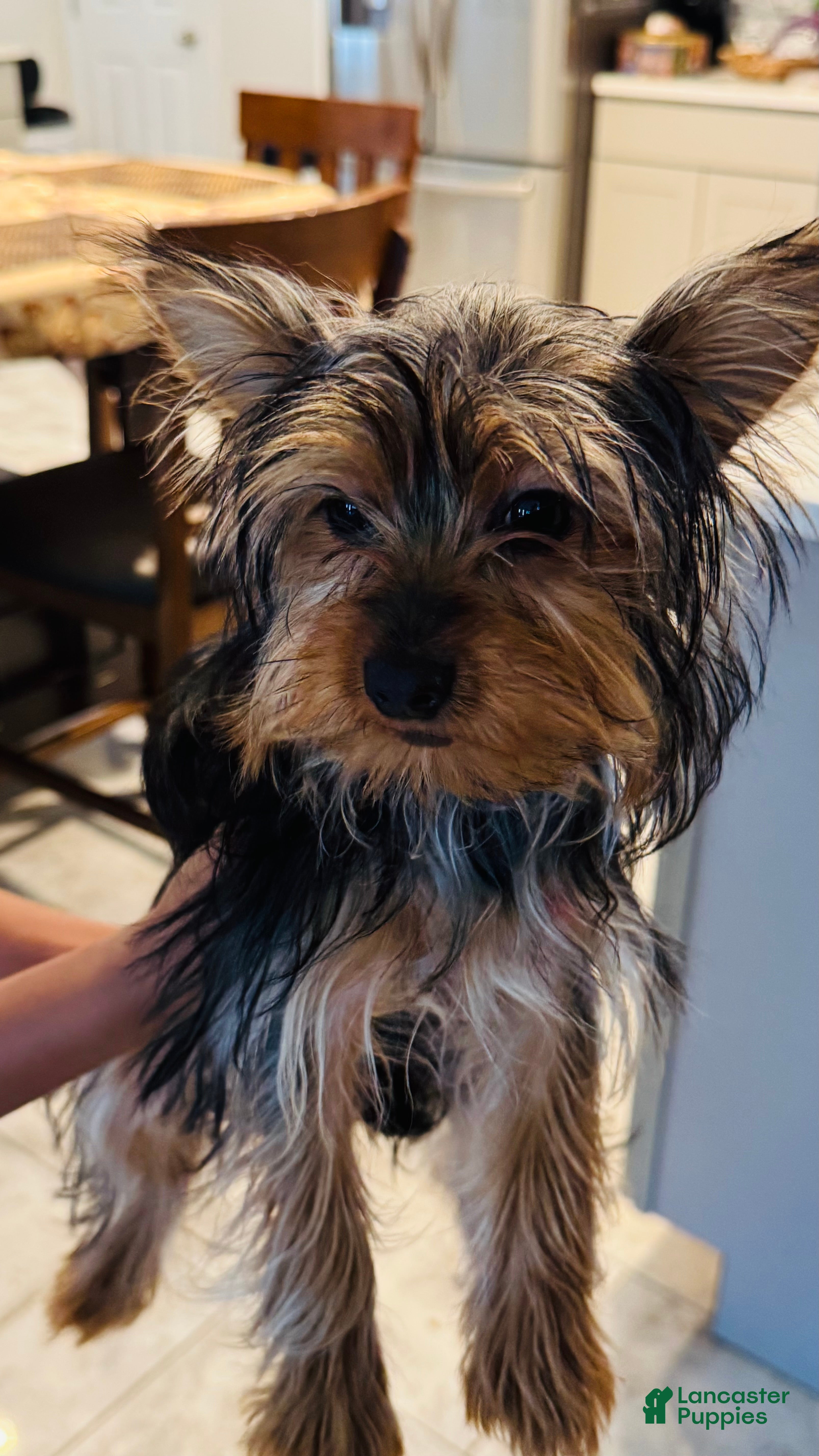 Yorkshire Terrier dogs Luna - Ad 40