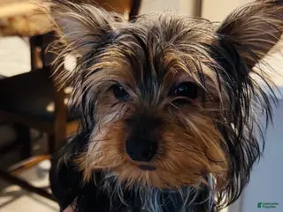Yorkshire Terrier dogs Luna - Ad 40
