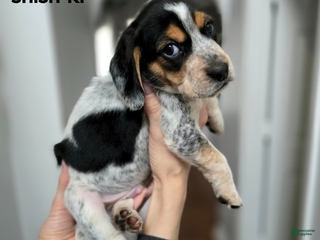 Beagle dogs Shish-ki (szyszki) - Ad 29