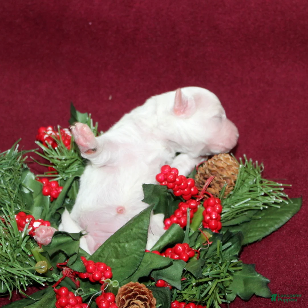 Bichon Frise dogs for sale: Vonny - Ad 3