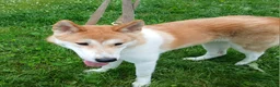 Akita dogs for sale: Aries  - Ad 8