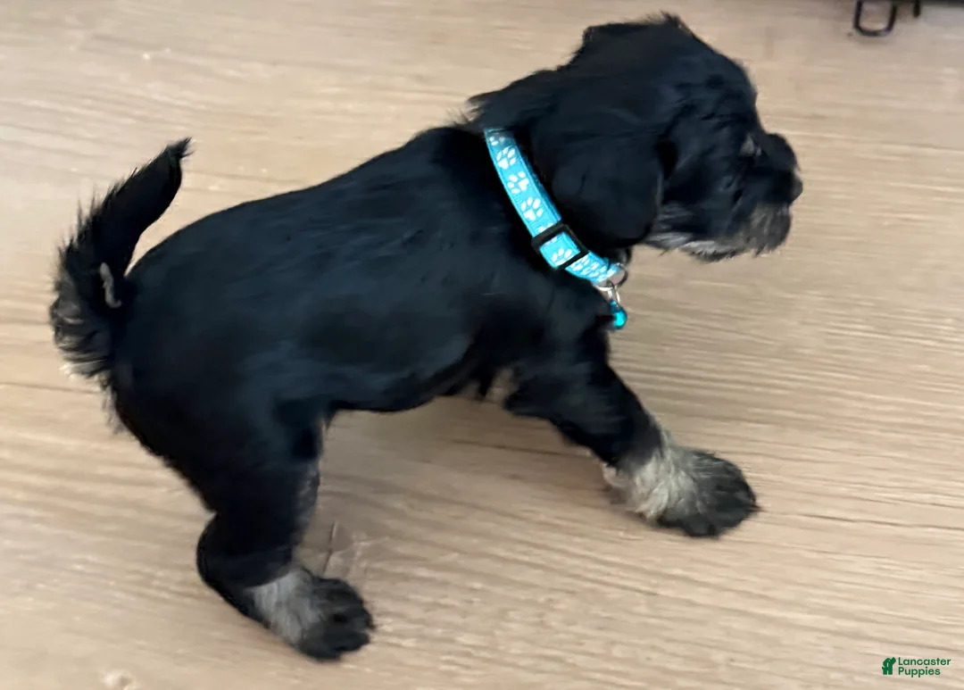 Miniature Schnauzer dogs for sale: Miniature Schnauzer 2 - Ad 2