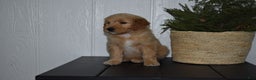 Goldendoodle dogs for sale: Buster  - Ad 3