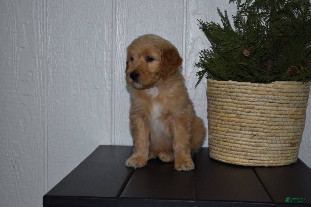 Goldendoodle dogs for sale: Buster  - Ad 3