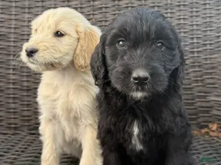 Goldendoodle dogs Goldendoodle Puppy 2 - Ad 33