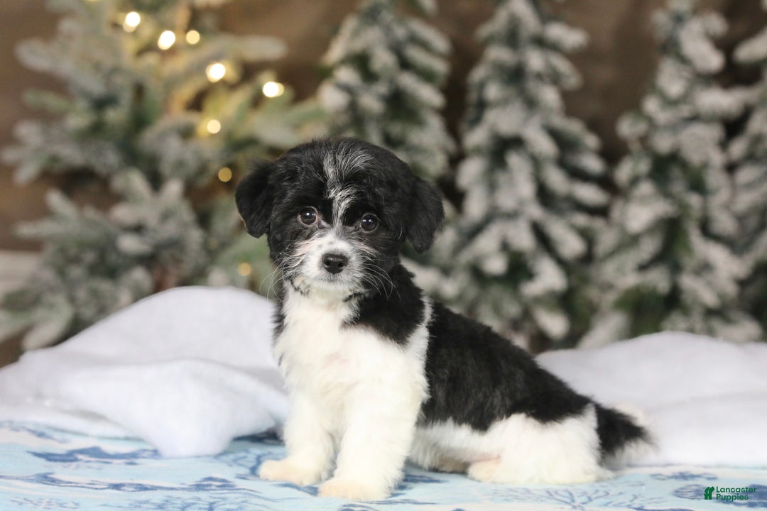 Teddy Bear dogs for sale: Noelle - Ad 42