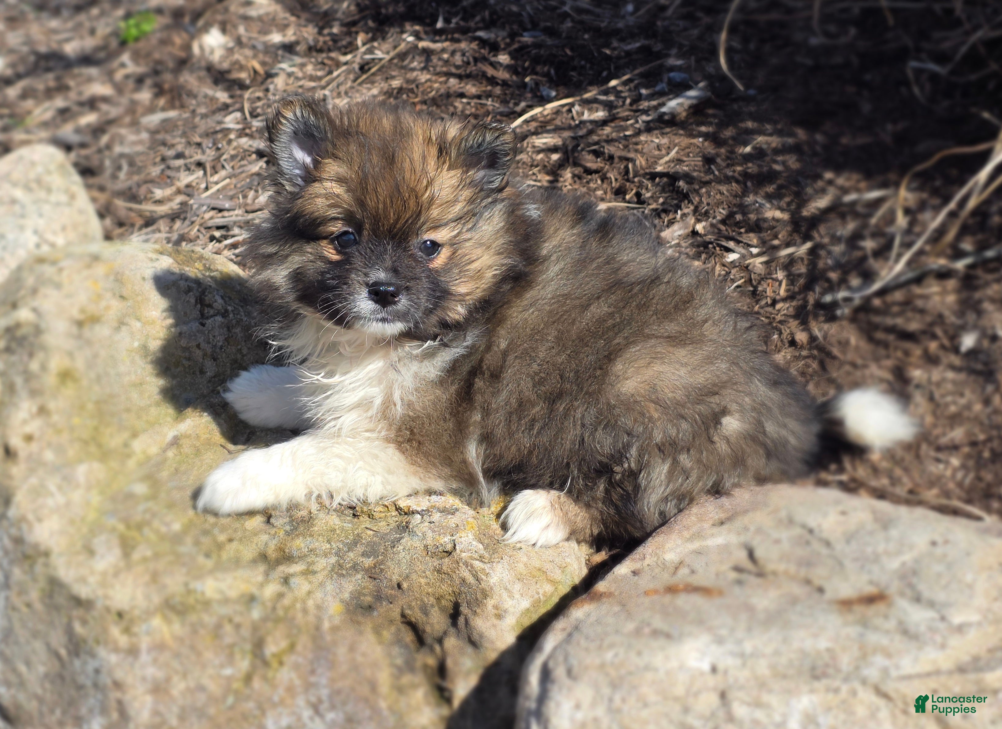 Pomeranian dogs Sunny - Ad 2