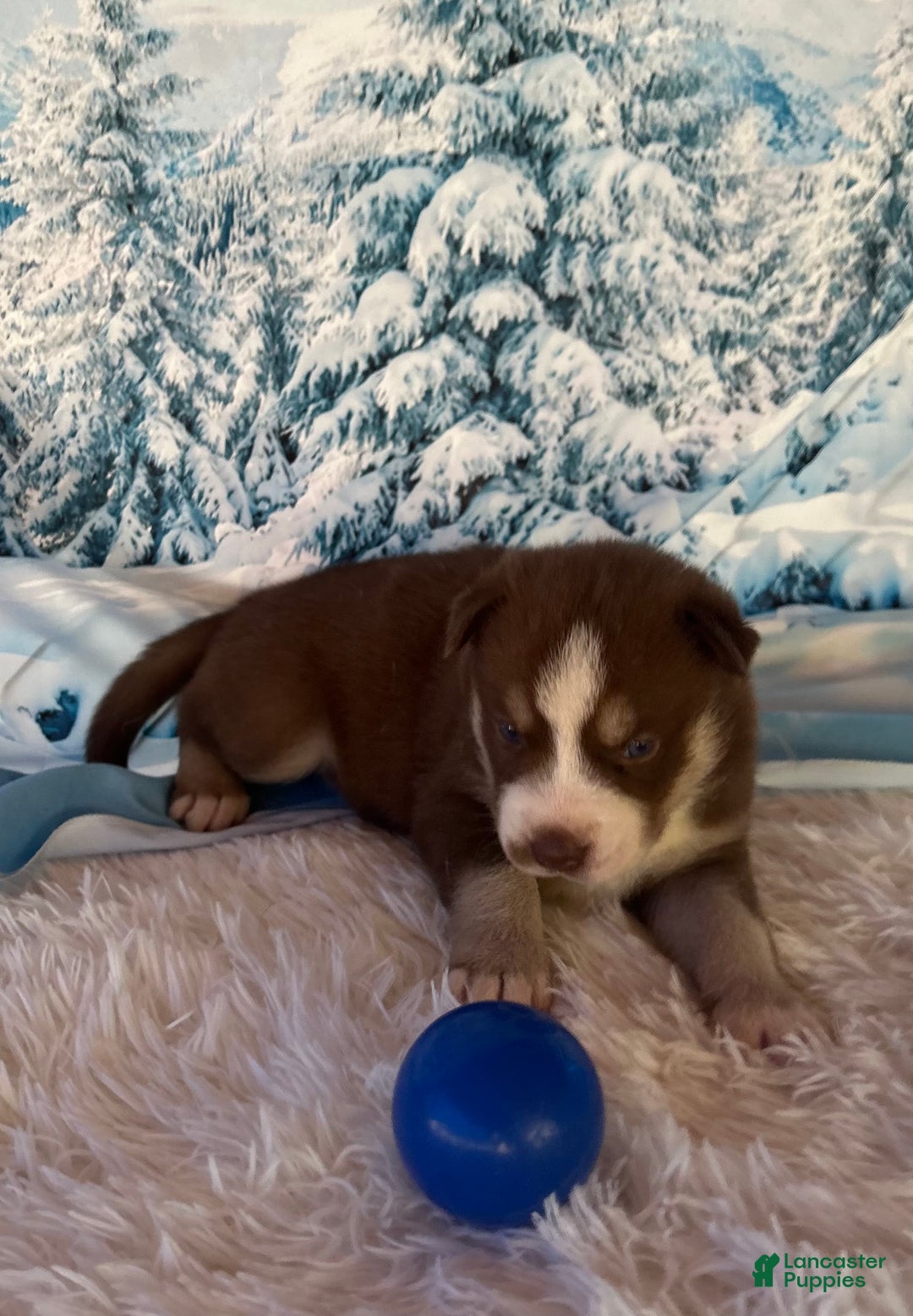 Siberian Husky dogs for sale: Thor - Ad 5