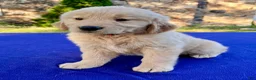 Golden Retriever dogs for sale: Strawberry - Ad 4