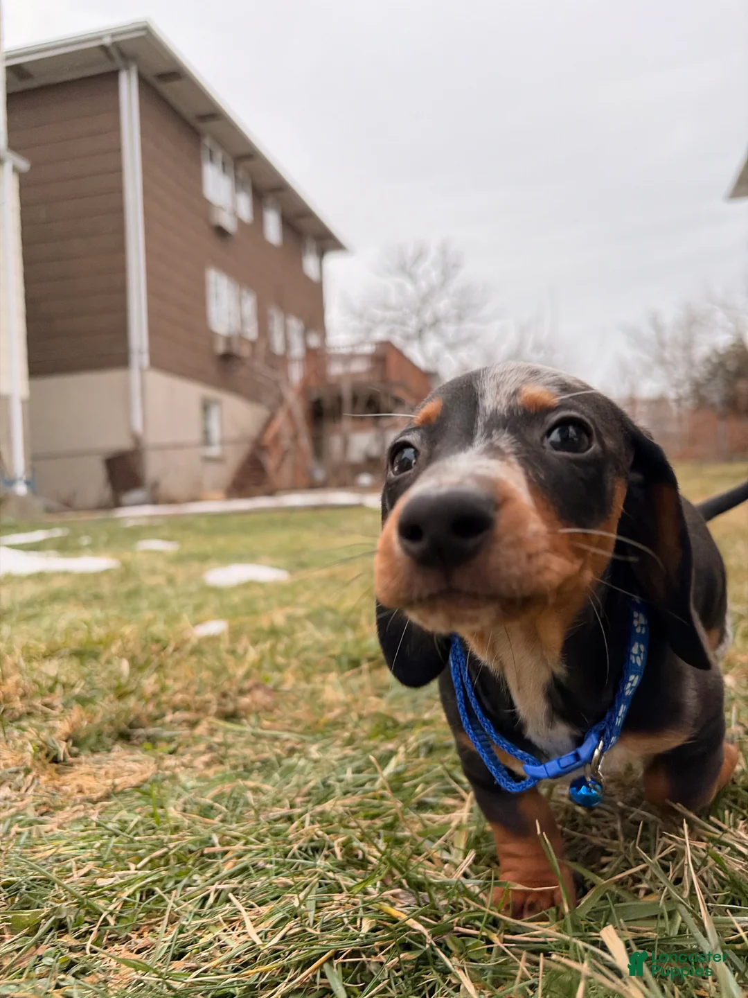 Miniature Dachshund dogs for sale: Goofy - Ad 2