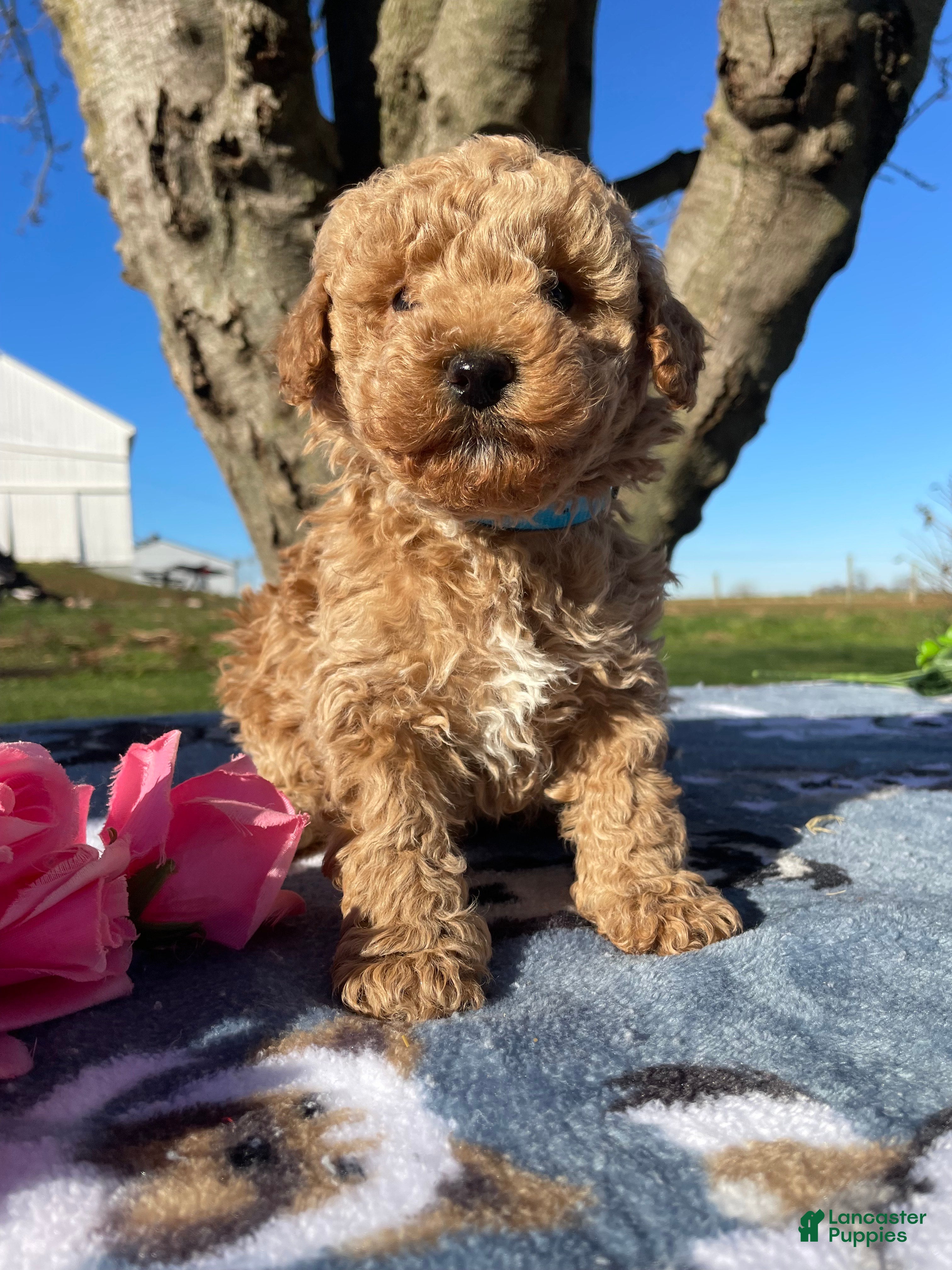 Miniature Poodle dogs Charlie - Ad 34