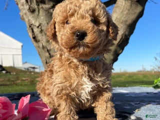 Miniature Poodle dogs Charlie - Ad 34