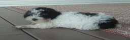 Miniature Poodle dogs for sale: Cookie - Ad 5