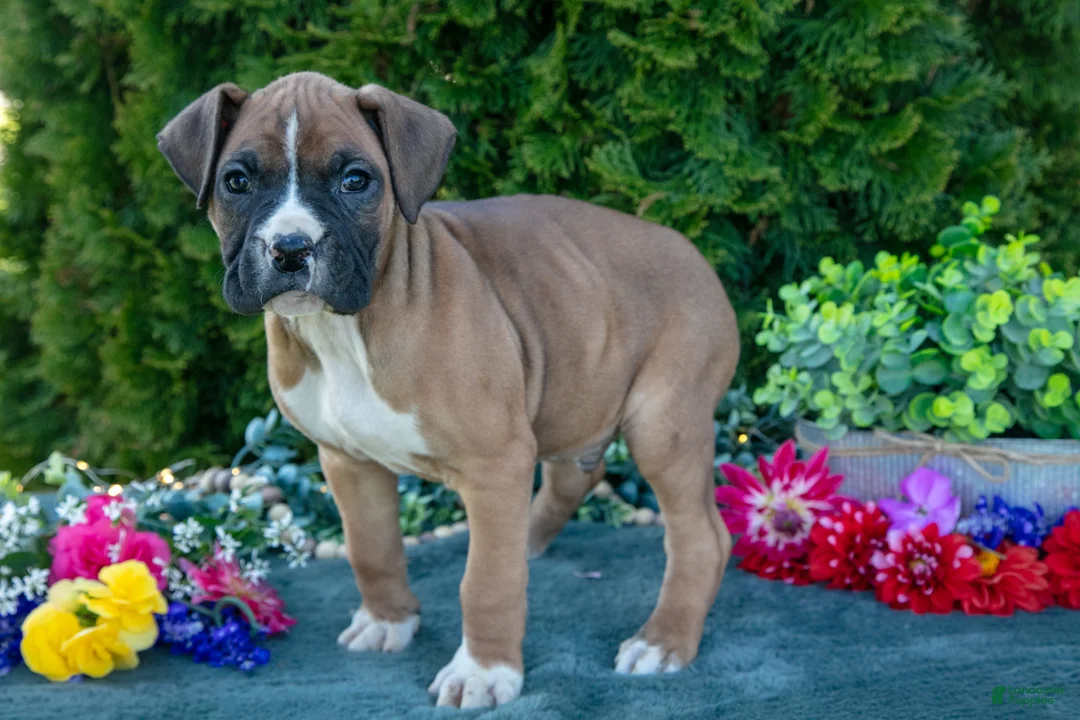 Boxer dogs for sale: Hunter - Ad 1