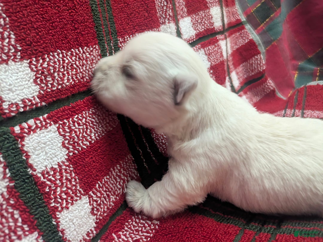 West Highland Terrier dogs for sale: Polar - Ad 3